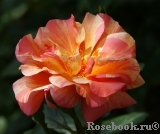 Sorbet Fruite Sorbet Fruite