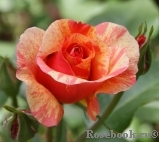 Sorbet Fruite Sorbet Fruite