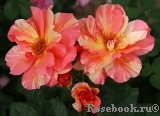 Sorbet Fruite Sorbet Fruite