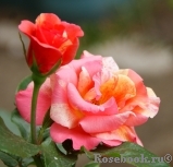 Sorbet Fruite Sorbet Fruite