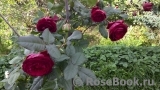 Johann Wolfgang von Goethe Rose® Johann Wolfgang von Goethe Rose®