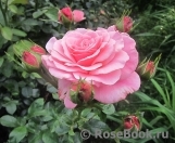 Tickled Pink Tickled Pink