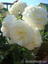 Alabaster Alabaster