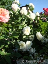 Alabaster Alabaster