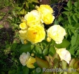 Golden Border Golden Border