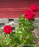 Jugendliebe Jugendliebe