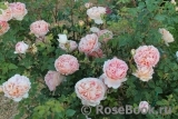 Abraham Darby Abraham Darby