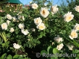 Crocus Rose® Crocus Rose®