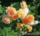 Crown Princess Margareta® Crown Princess Margareta®