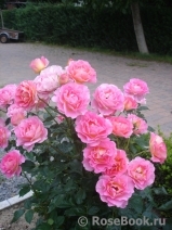 Pink Paradise Pink Paradise
