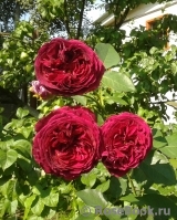 Falstaff® Falstaff®