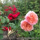 Abraham Darby Abraham Darby