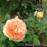 Crown Princess Margareta® Crown Princess Margareta®