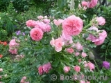 Rosarium Uetersen