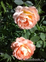 Lady of Shalott Lady of Shalott