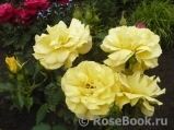 Friesia Friesia