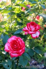 Fair Lady Fair Lady