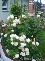 Madame Anisette ® Madame Anisette ®