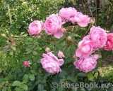 Alan Titchmarsh Alan Titchmarsh
