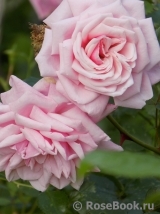 Blossomtime Blossomtime