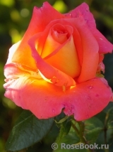 Konigin der Rosen Konigin der Rosen