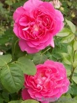 Madame Bovary Madame Bovary