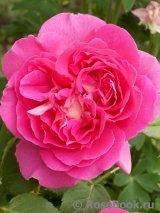 Madame Bovary Madame Bovary