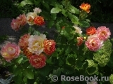 Rose des Cisterciens Rose des Cisterciens