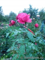Vin Rose Vin Rose