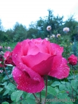 Vin Rose Vin Rose