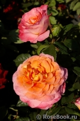 Augusta Luise Augusta Luise