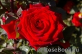 Red Naomi!® Red Naomi!®