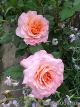 Augusta Luise Augusta Luise