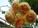 Crown Princess Margareta® Crown Princess Margareta®