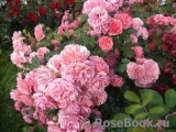 Rosarium Uetersen Rosarium Uetersen