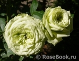 Lovely Green ® Lovely Green ®