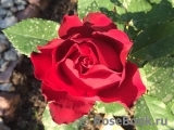 Hommage a Barbara