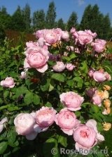 The Alnwick Rose The Alnwick Rose