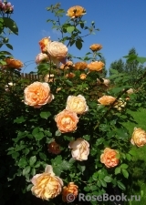 Lady of Shalott Lady of Shalott