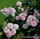 Home & Garden Home & Garden