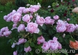 The Alnwick Rose The Alnwick Rose