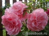 Tickled Pink Tickled Pink