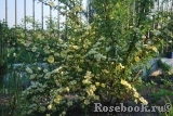 Rosa hugonis Rosa hugonis