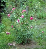 Pomponella Pomponella