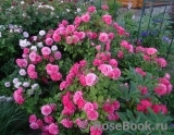 Rosarium Uetersen Rosarium Uetersen