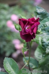 Purple Star ® Purple Star ®