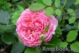 Jubilee Celebration® Jubilee Celebration®