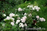 Aspirin Rose Aspirin Rose
