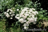 Aspirin Rose Aspirin Rose
