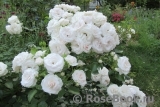 Aspirin Rose Aspirin Rose